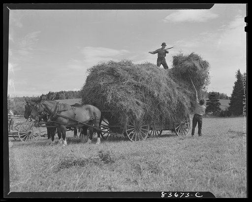 Fort Kent, Maine. (vicinity). Putting up hay on Albert [i.e. Leonard] Gagnon's farm