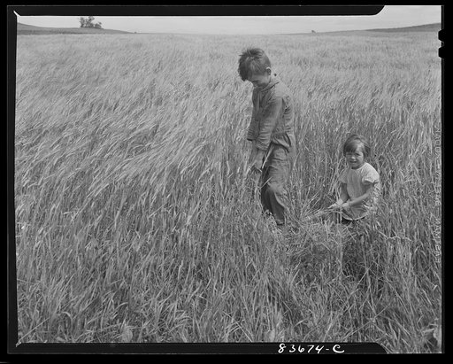 Fort Kent, Maine (vicinity). Leonard Gagnon's children playing in the barley field