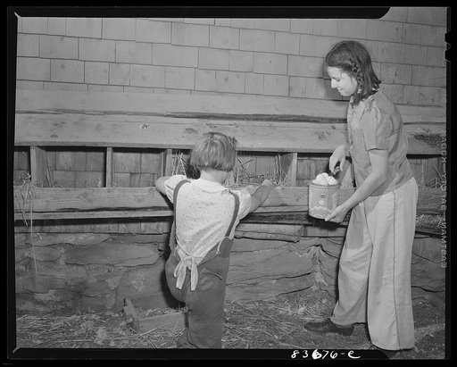 Fort Kent, Maine. (vicinity). Gathering eggs on the [Leonard] Gagnon farm