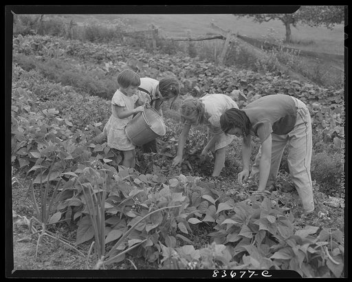 Fort Kent, Maine. (vicinity). Albert [i.e. Leonard] Gagnon's children gathering beans