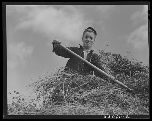 Fort Kent, Maine. (vicinity). Albert [i.e. Leonard] Gagnon's son putting up hay