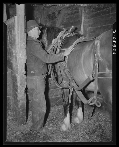 Fort Kent, Maine. (vicinity). Albert [i.e. Leonard] Gagnon unharnessing a workhorse