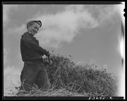 Fort Kent, Maine (vicinity). Albert [i.e. Leonard] Gagnon's son putting up hay