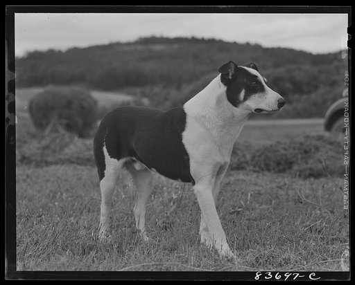 Fort Kent, Maine (vicinity). A typical dog in Aroostook County, This dog is on the Gagnon farm