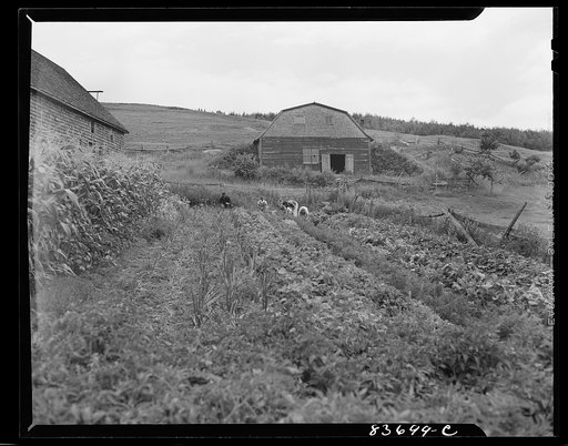 Fort Kent, Maine (vicinity). Vegetable garden on the Gagnon farm