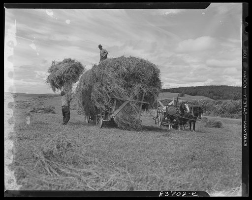 Fort Kent, Maine (vicinity). Putting up hay on Leonard Gagnon's farm