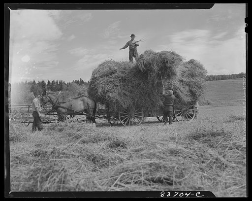 Fort Kent, Maine (vicinity). Putting up hay on Leonard Gagnon's farm