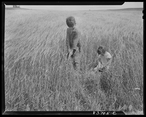 Fort Kent, Maine (vicinity). Leonard Gagnon's children playing in the barley field