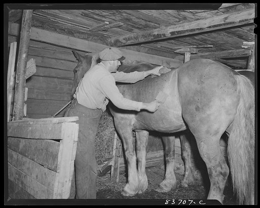 Fort Kent, Maine (vicinity). Currying the horse after the day's work on the Daigle farm