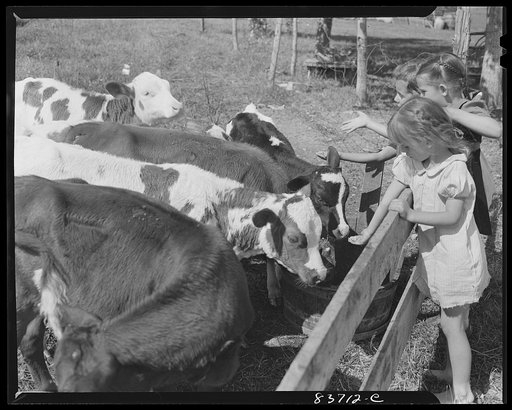 Fort Kent, Maine (vicinity). Edward [i.e. Oneil] Daigle raises baby beef for sale