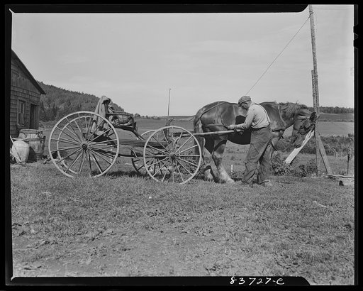 Fort Kent, Maine (vicinity). Unharnessing the buggy after returning from town