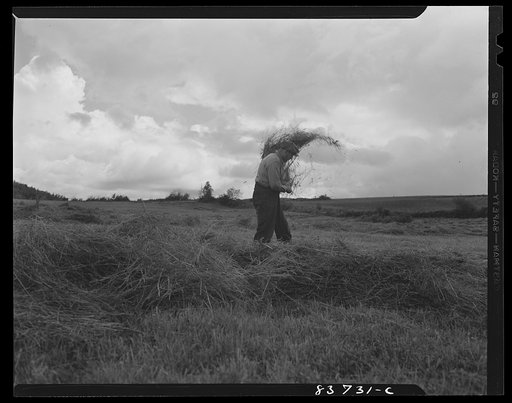 Untitled photo, possibly related to: Fort Kent, Maine (vicinity). Turning hay after a summer shower