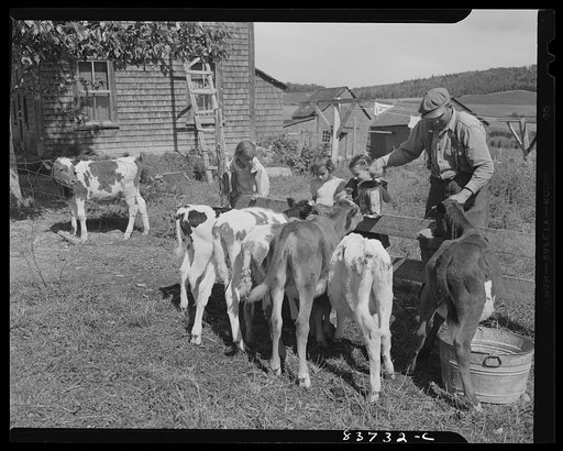 Fort Kent, Maine (vicinity). Feeding the baby beeves which are being fattened for market