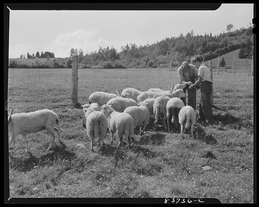 Fort Kent, Maine (vicinity). Sheep are raised for wool to knit warm clothes for the severe winters