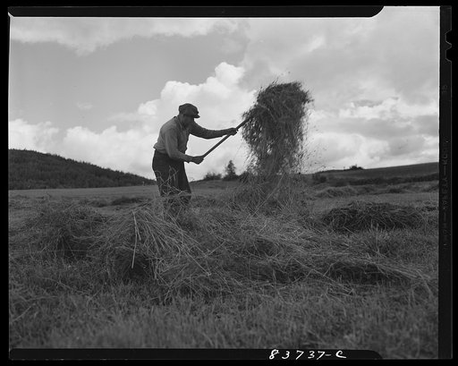 Fort Kent, Maine (vicinity). Turning hay after a summer shower