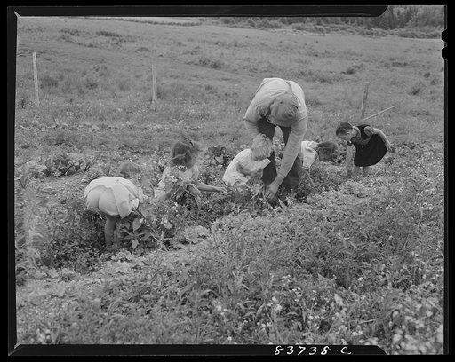 Untitled photo, possibly related to: Fort Kent, Maine (vicinity). Mustard is the farmer's enemy. Edward [i.e. Oneil] Daigle and his children weeding the vegetable patch