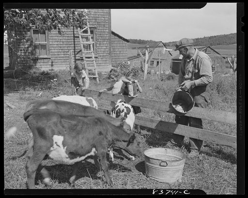 Untitled photo, possibly related to: Fort Kent, Maine (vicinity). Feeding the baby beeves which are being fattened for market