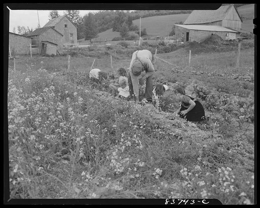 Fort Kent, Maine (vicinity). Mustard is the farmer's enemy. Edward [i.e. Oneil] Daigle and his children weeding the vegetable patch
