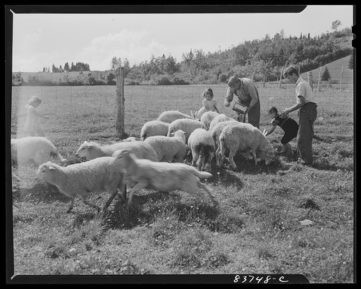 Untitled photo, possibly related to: Fort Kent, Maine (vicinity). Sheep are raised for wool to knit warm clothes for the severe winters