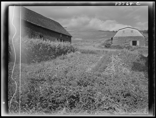 Fort Kent, Maine (vicinity). Vegetable garden on the [Leonard] Gagnon farm