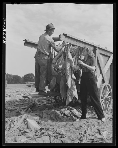 Windsor Locks, Connecticut (vicinity). Daughter of Polish farmer helping in the tobacco harvest