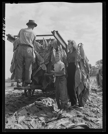 Untitled photo, possibly related to: Windsor Locks, Connecticut (vicinity). Daughter of Polish farmer helping in the tobacco harvest