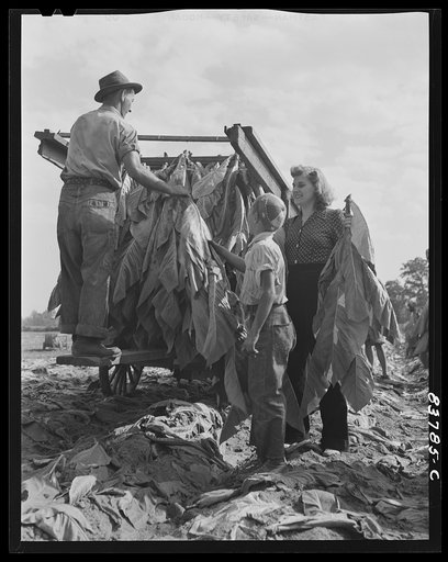 Untitled photo, possibly related to: Windsor Locks, Connecticut (vicinity). Daughter of Polish farmer helping in the tobacco harvest