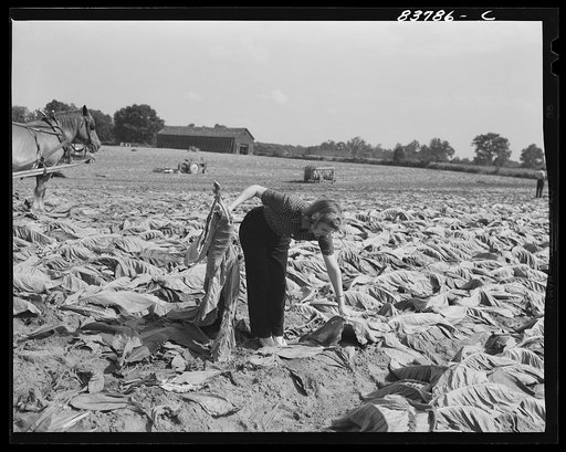 Windsor Locks, Connecticut (vicinity). Daughter of Polish farmer helping in the tobacco harvest
