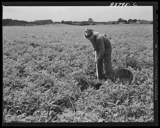 Hartford, Connecticut (vicinity). Captain Boris Komorosky in one of the potato fields