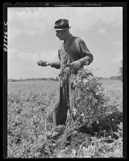 Hartford, Connecticut (vicinity). Captain Boris Komorosky in one of the potato fields