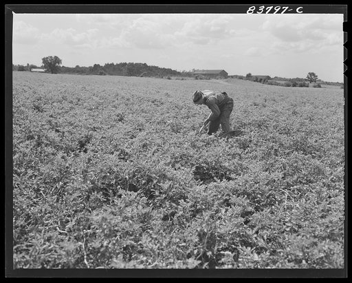 Untitled photo, possibly related to: Hartford, Connecticut (vicinity). Captain Boris Komorosky in one of the potato fields