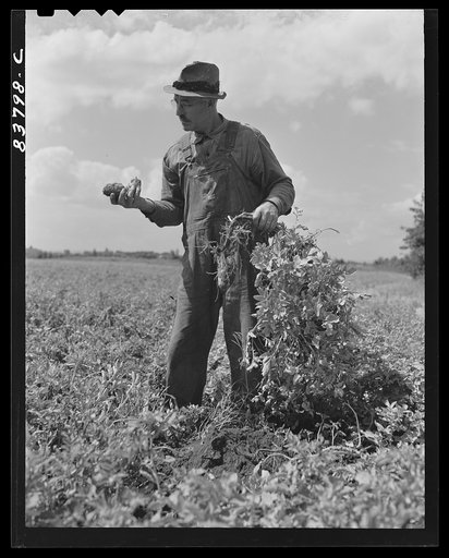 Untitled photo, possibly related to: Hartford, Connecticut (vicinity). Captain Boris Komorosky in one of the potato fields
