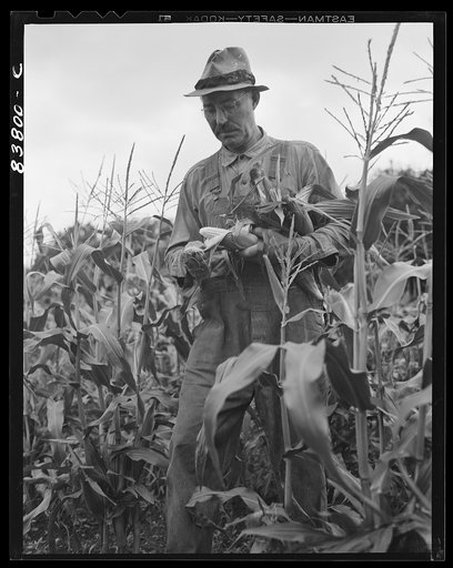 Hartford, Connecticut (vicinity). Captain Boris Komorosky in his cornfield