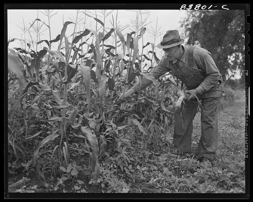 Hartford, Connecticut (vicinity). Captain Boris Komorosky in his cornfield