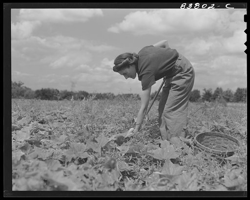 Hartford, Connecticut (vicinity). Mrs. Komorosky picking cucumbers