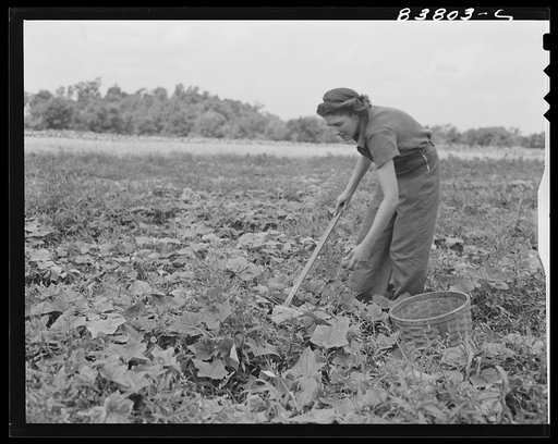 Untitled photo, possibly related to: Hartford, Connecticut (vicinity). Mrs. Komorosky picking cucumbers