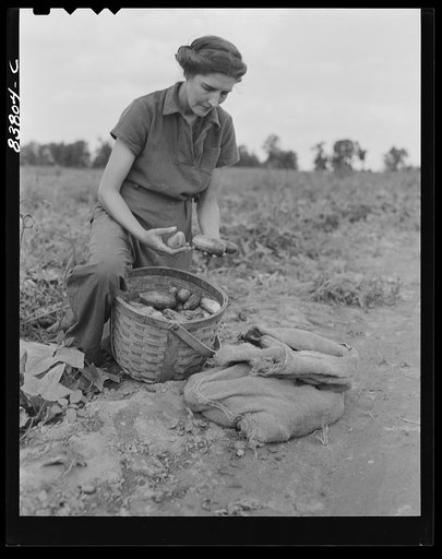 Untitled photo, possibly related to: Hartford, Connecticut (vicinity). Mrs. Komorosky picking cucumbers