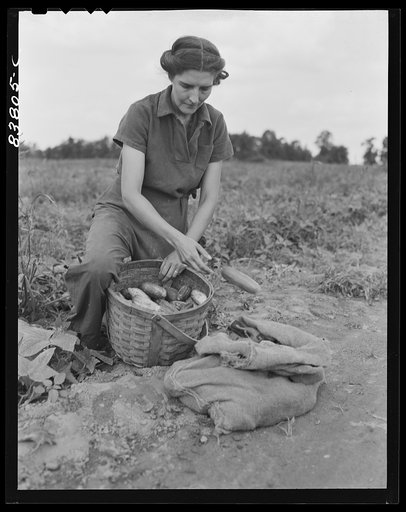 Hartford, Connecticut (vicinity). Mrs. Komorosky picking cucumbers