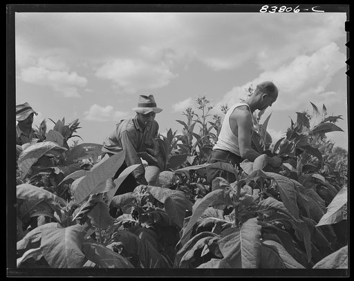 Hartford, Connecticut (vicinity). Polish farmer (left) who shares work with a Yankee neighbor, harvesting his tobacco crop with his Yankee partner