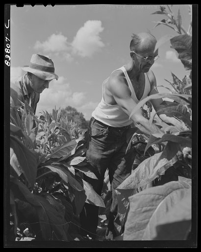 Untitled photo, possibly related to: Hartford, Connecticut (vicinity). Polish farmer (left) who shares work with a Yankee neighbor, harvesting his tobacco crop with his Yankee partner