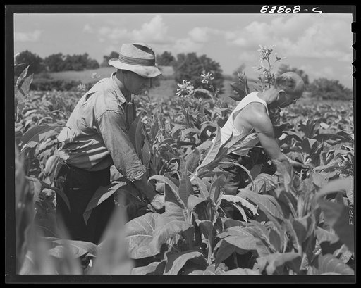 Hartford, Connecticut (vicinity). Polish farmer (left) who shares work with a Yankee neighbor, harvesting his tobacco crop with his Yankee partner