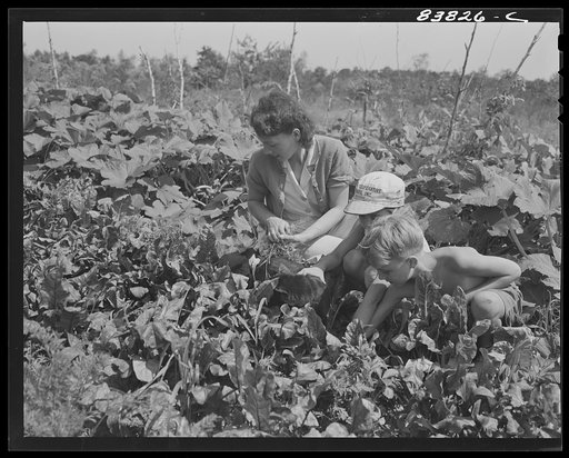 Untitled photo, possibly related to: Jewett City, Connecticut (vicinity). Estonian family