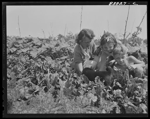 Untitled photo, possibly related to: Jewett City, Connecticut (vicinity). Estonian family