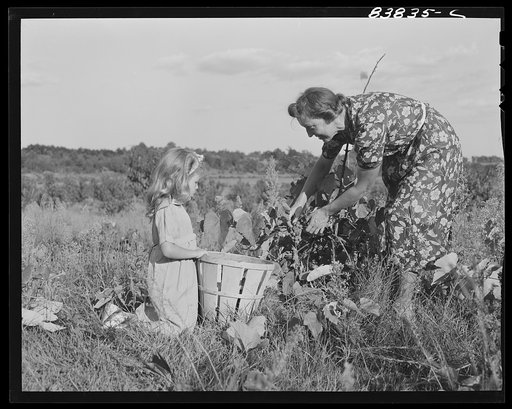 Norwich, Connecticut (vicinity). Swedish farmer and daughter picking grapes on their farm