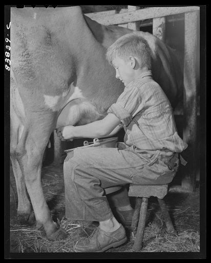 Untitled photo, possibly related to: Norwich, Connecticut (vicinity). Son of Swedish farmer