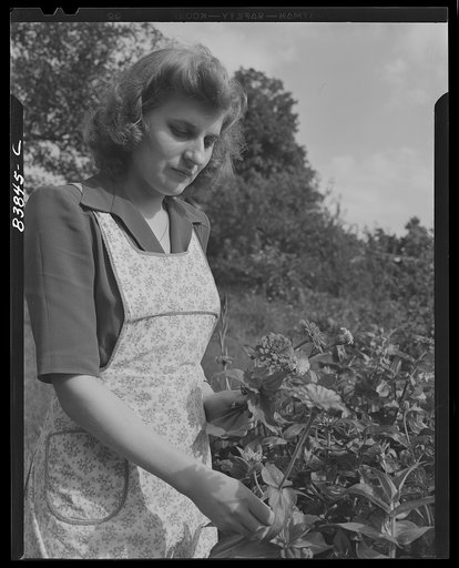 Windsor Locks, Connecticut (vicinity). Daughter of tobacco farmer, who works as secretary during the week and helps on farm on her free days