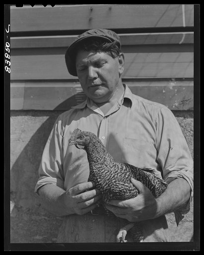 Jewett City, Connecticut (vicinity). Estonian poultry farmer