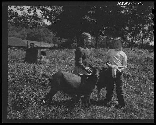 Untitled photo, possibly related to: Windsor Locks, Connecticut (vicinity). Children of German farmer doing farm chores