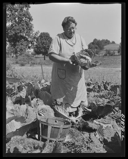 Windsor Locks, Connecticut (vicinity). Wife of German farmer