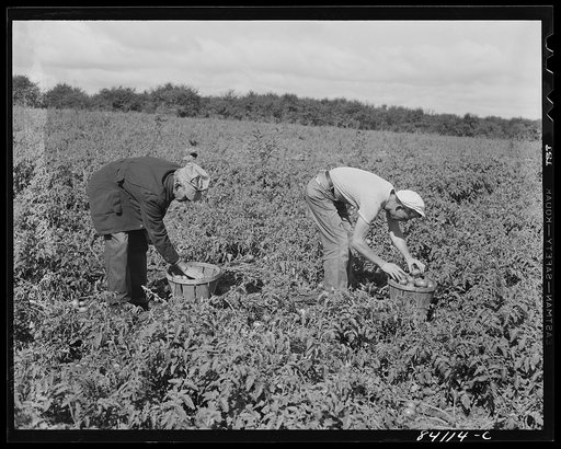 Albion, New York (vicinity). So urgent was the need for immediate farm labor that even before the Friends had moved in, they were working in the fields of David Nesbitt